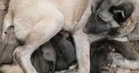 KANGAL KÖPEĞİ - Kangal Köpeği 11 Yavru Doğurdu