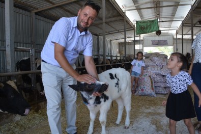 Kurbanlık Satın Alırken Dikkat