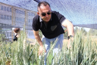 Küresel Isınma Buğdayı Vurdu, Türk Bilim Adamları Da Çaresini Buldu