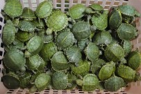 GUANGZHOU - Malezya'da 5 Binden Fazla Kaçak Kaplumbağa Ele Geçirildi