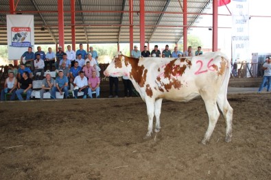 Podyuma Çıkan Düveler Kapış Kapış Gitti