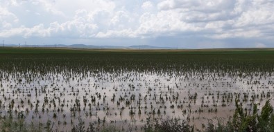 TARSİM Açıklaması 'Bu Yıl 81 İlden Hasar İhbarı Alındı'