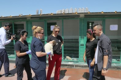 TBMM Komisyonundan Çankaya Barınağına Övgü