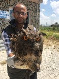 VAN YÜZÜNCÜ YıL ÜNIVERSITESI - Van'da Yaralı Kuşlar Tedavi Altına Alındı
