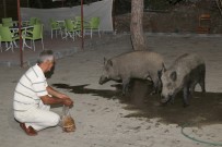 Yaban Domuzlarını Elleriyle Besliyor