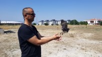 PET SHOP - Yavru Baykuş 2 Ay Sonra Doğaya Salındı