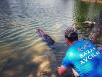 PORSUK - 50 Yıldır Görülmeyen Balık Yeniden Porsuk'ta
