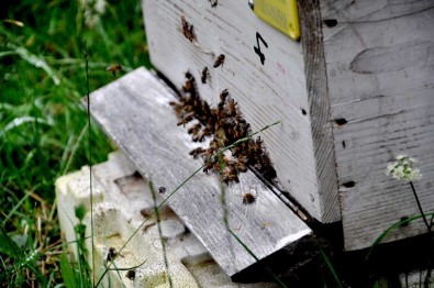 Başkan Elevli; 'Zamansız Külleme İle Mücadele Arıların Ölümüne Neden Oluyor'