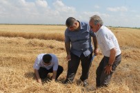 HAKAN KAPLAN - Buğdayda Dane Kaybına Karşı Denetim Yapılıyor