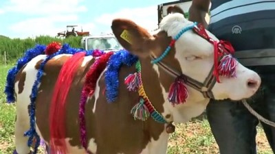 Buzağılar Güzellik Yarışması İçin Süslendi