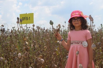 Denizli'nin 2019'Daki Haşhaş Üretim Hedefi 13 Bin 500 Ton