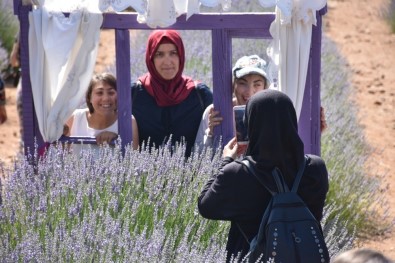 Lavanta Bahçelerinde Görsel Şölenle, Doğanın Rengi Mor Ve Yeşile Dönüştü