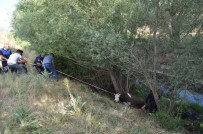 İŞ MAKİNESİ - Sulama Kanalına Düşen İneğe Kurtarma Operasyonu