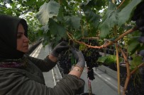 ÜZÜM BAĞI - Türkiye'de İlk Defa Kapalı Sistem Serada Üzüm Hasat Edildi