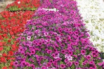 SÜRGÜN - Üniversitede Yetiştirilen Çiçekler Külliye'yi Süsleyecek