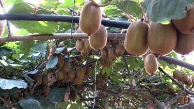 'Yanlış Tercih Edilen İlaç Kiviye Zarar Veriyor'