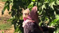 KURUDERE - 'Yediveren İnciri'nde Hasat Zamanı