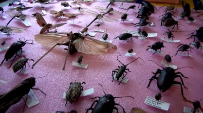 25 Yılda 3 Bin Böcek Topladı