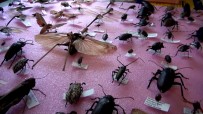 BONUS - 25 Yılda 3 Bin Böcek Topladı