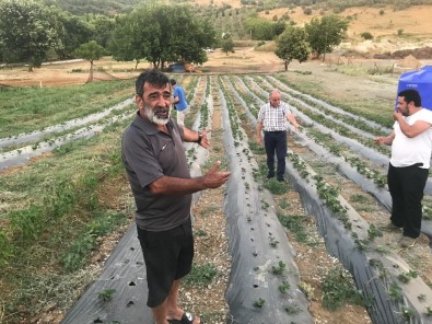 Armutlu'da Organik Çiftlik Sezonu Başladı