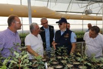 KIRAÇ - Bakan Pakdemirli'den Lavanta Hasadı