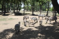 TİMSAH - Bursa Hayvanat Bahçesi'nde  Yavru Zebra Sevinci