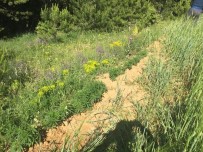 KURUSIKI TABANCA - Emniyet Güçlerinden Tosya'da Kenevir Operasyonu