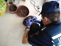 ÇUKURÇAYıR - Jandarmadan Zehir Tacirlerine 'İmha' Baskını