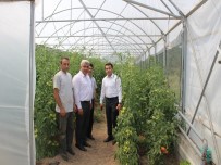 FATİH ÇALIŞKAN - Kaymakam Okatan, Jeotermal Serada İncelemelerde Bulundu