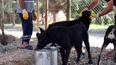 Sıcak Hava Hayvanları Da Olumsuz Etkiledi