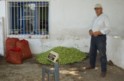 Tezgahta 15 TL'ye Kadar Satılan Bamya Yüz Güldürdü