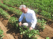 FEROMON - Araban'da Pamuk Üretimi İçin Önleyici Tedbirler Arttırıldı