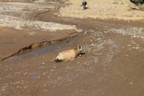 Bataklığa Saplanan Büyükbaş Hayvan Güçlükle Çıkarıldı