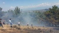 ORMANA - Burhaniye'de Orman Yangını