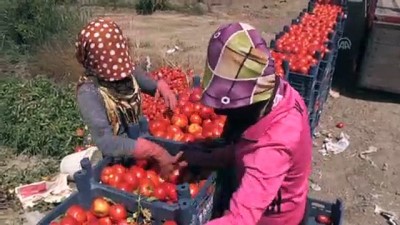 Domatesin Fiyatı Tarlada 50 Kuruşa Düştü