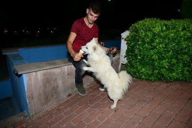 Eskimo Cinsi Köpeğin Dondurma Aşkı