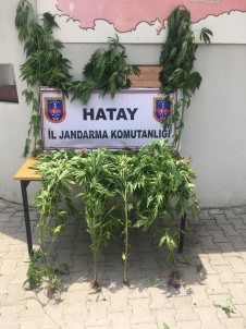 Hatay'da Hint Keneviri Operasyonu