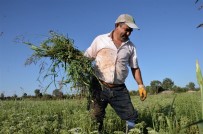 PAMUKKALE - (Özel) Dünyanın Kekiği Denizli'de Hasada Hazırlanıyor