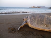 DENİZ KAPLUMBAĞALARI - Fikirler Deniz Kaplumbağaları İçin Yarışacak