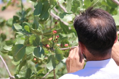 Mayıs Ayının Zam Şampiyonu Yer Fıstığı Oldu