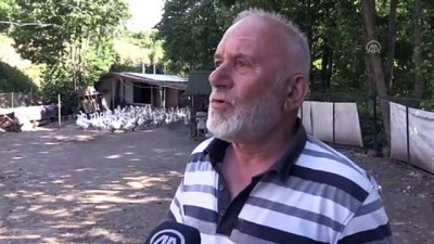 Akkuş'ta 'Kaz Çiftliği' Kurdu Siparişlere Yetişemiyor