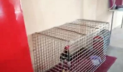 Edremit'te Horoz Dövüşü Yapan İşyerine Baskın