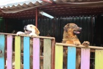 EL BEBEK GÜL BEBEK - Portekiz'den Yedikule Hayvan Barınağı'na Gönüllü Yolculuk