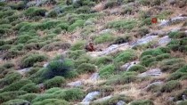 ORMAN BAKANI - Hatay Dağ Ceylanı Ve Nesli Tehlike Altında Olan Çizgili Sırtlan Kameralara Takıldı