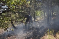 AFYONKARAHISAR BELEDIYESI - Afyonkarahisar'da Mesire Alanında Ot Yangını