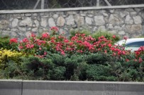 ANKARA BÜYÜKŞEHİR BELEDİYESİ - Başkent'in Yüzünde Çiçekler Açıyor