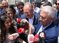 TELEVİZYON PROGRAMI - Binali Yıldırım Açıklaması 'Kiraz Ağaçları Gevrek Olur Düşmesin'