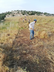 Mercimek Tarlasında Bayram Mesaisi