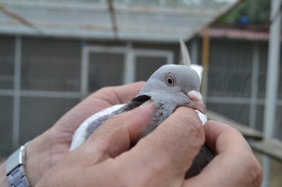 Siyasetin Stresini Güvercin Ve Atla Atıyor