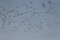 ULUABAT GÖLÜ - Ak Pelikanların Gökyüzündeki Dansı Havadan Görüntülendi